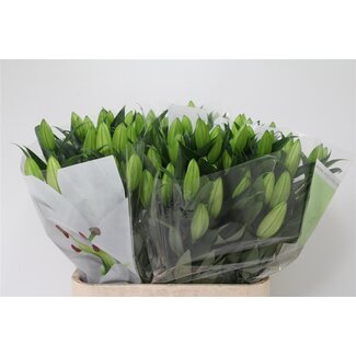 Freshy Lily Oriental Aqua “Pacific Ocean” | Colour: White | Length ± 90 centimetre | Per 10 stems fresh flowers