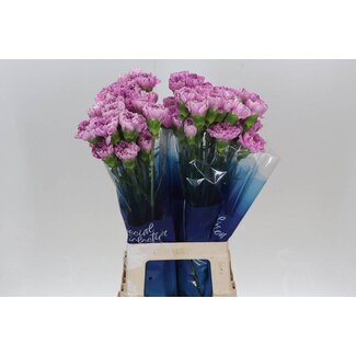 Freshy Lange Nelke “Funza Yukari Scuro High” | Farbe: Lila | Länge ± 70 centimeter | Pro 20 frische Blumen
