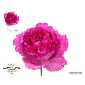 Freshy Roses Meilland “Yves Piaget” | Colour: Pink | Length ± 50 centimeter | Per 12 roses