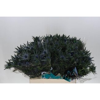Freshy Eryngium “Orion Questar” | Couleur: Violet | Longueur ± 60 centimeter | Par 10 tiges fleurs fraîches