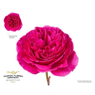 Freshy Roses “Princess Kishi” | Colour: Pink | Length ± 50 centimeter | Per 12 roses