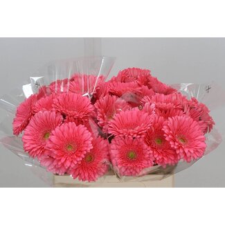 Freshy Gerbera “Enrique” | Colour: Pink | Length ± 50 centimeter | Per 10 fresh flowers