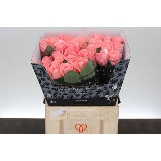 Freshy Grootbloemige Roos “Big Girl” | Kleur: Roze | Lengte ± 60 centimeter | Per 10 verse rozen