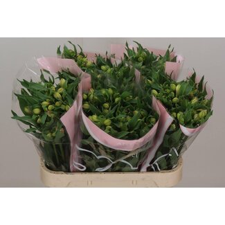 Freshy Alstroemeria Incalelie “Wonder Sweet” | Couleur: Rose | Longueur ± 75 centimeter | Par 10 tiges de fleurs fraîches