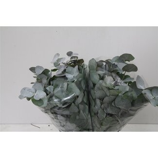 Freshy Eucalyptus Cinerea Short Branches | Colour: Green | Length ± 50 centimeter | Per 5 bunches