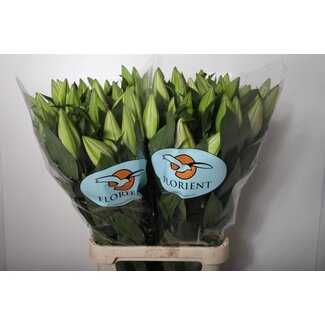 Freshy Lelie Oriental Aqua “Catemaco” | Kleur: Roze | Lengte ± 105 centimeter | Per 10 stelen verse bloemen