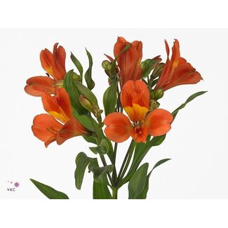 Freshy Alstroemeria Incalelie “Dancing Queen” | Colour: Orange | Length ± 75 centimetre | Per 10 stems fresh flowers
