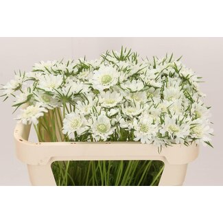 Freshy Scabiosa Caucasica “White” | Colour: White | Length ± 65 centimeter | Per 50 stems fresh flowers