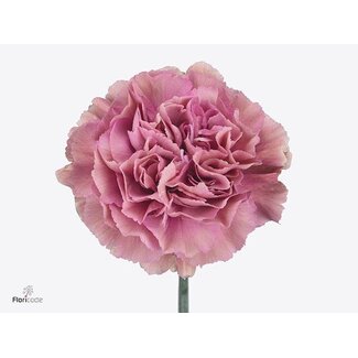Freshy Long Carnation “Funza Edmon High” | Colour: Pink | Length ± 70 centimeter | Per 20 fresh flowers