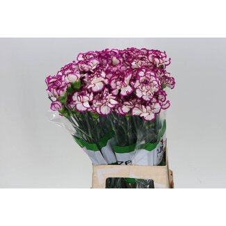 Freshy Œillet long “Funza Kino” | Couleur: Blanc Violet | Longueur ± 70 centimeter | Par 20 fleurs fraîches