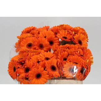 Freshy Germini Aqua “Allure” | Kleur: Oranje | Lengte ± 50 centimeter | Per 20 verse bloemen
