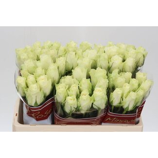Freshy Rose à grandes fleurs “Athena” | Couleur: Blanc | Longueur ± 50 centimeter | Par 20 roses fraîches