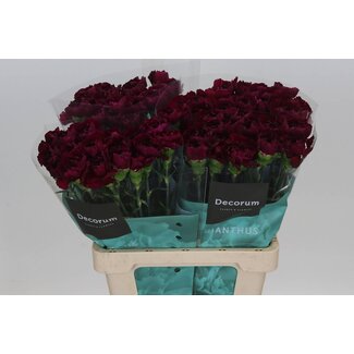 Freshy Dutch Carnation “Purple Damascus” | Colour: Purple | Length ± 60 centimetre | Per 20 fresh flowers