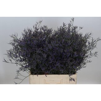 Freshy Limonium Safora “Dark Blue” | Colour: Blue | Length ± 60 centimeter | Per 25 stems fresh flowers