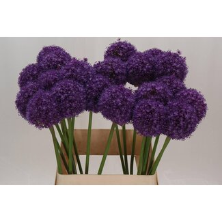 Freshy Allium Ornamental onion “Ambassador” | Colour: Purple | Length ± 90 centimeter | Per 10 stems fresh flowers
