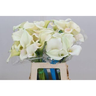 Freshy Zantedeschia Calla “Captain Ventura” à fleurs doubles | Couleur: Blanc | Longueur ± 60 centimeter | Par 10 fleurs fraîches