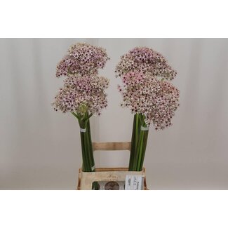 Freshy Allium ornamental onion “Silverspring” | Colour: White | Length ± 75 centimeter | Per 10 stems fresh flowers