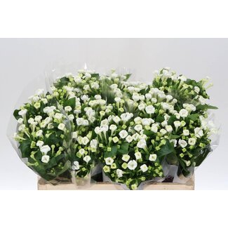 Freshy Bouvardia à fleurs simples “White Sensation” | Couleur: Blanc | Longueur ± 50 centimeter | Par 10 fleurs fraîches