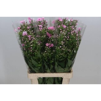 Freshy Dutch Phlox Flame Flower “Sweet Lexy” | Colour: Pink | Length ± 70 centimeter | Per 20 fresh flowers