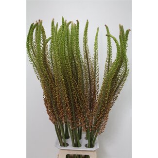 Freshy Eremurus Needle of Cleopatra “Romance” | Colour: Pink | Length ± 110 centimetre | Per 10 stems fresh flowers