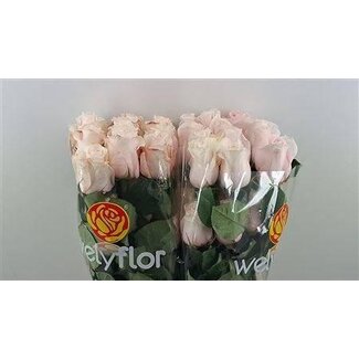 Freshy Rose “Pomerosa” | Couleur: Rose | Longueur ± 60 centimeter | Par 25 roses fraîches