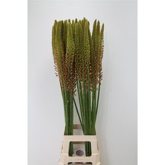Freshy Eremurus Needle of Cleopatra “Cleopatra” | Colour: Orange | Length ± 110 centimetre | Per 10 stems fresh flowers