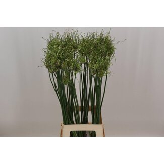 Freshy Allium Ornamental onion “Art” | Colour: Purple | Length ± 80 centimeter | Per 10 stems fresh flowers