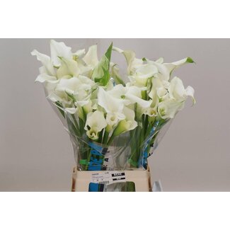 Freshy Zantedeschia Calla “White Mambo” Double-flowered | Colour: White | Length ± 70 centimetre | Per 10 fresh flowers