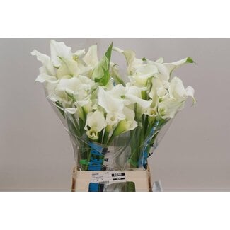 Freshy Zantedeschia Calla “White Mambo” Dubbelbloemig | Kleur: Wit | Lengte ± 70 centimeter | Per 10 verse bloemen