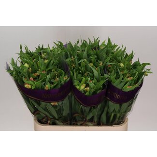 Freshy Alstroemeria Incalelie “Bali” | Colour: Yellow | Length ± 75 centimetre | Per 10 stems fresh flowers