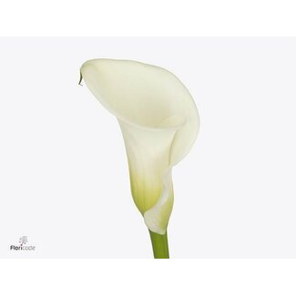 Freshy Zantedeschia Calla “White Art” | Colour: White | Length ± 60 centimeter | Per 10 fresh flowers