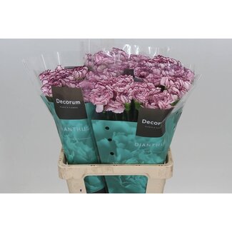 Freshy Dutch Carnation “Damascus” | Colour: White Purple | Length ± 60 centimeter | Per 20 fresh flowers