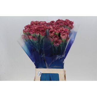 Freshy Long Carnation “Funza Viper Wine” | Colour: Pink | Length ± 70 centimetre | Per 20 fresh flowers
