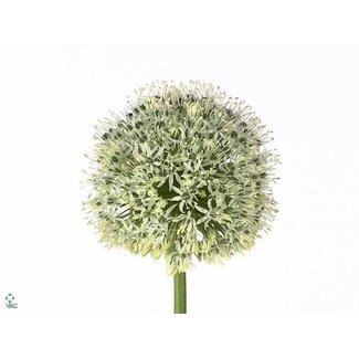 Freshy Allium Sierui “Mount Everest” | Colour: White | Length ± 90 centimetre | Per 10 stems fresh flowers