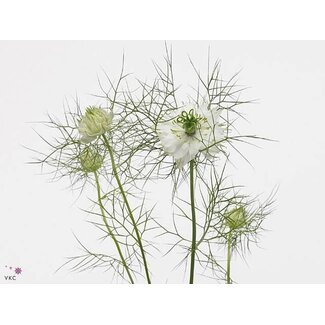 Freshy Nigella Damascena “White Lady” Biologique | Couleur: Blanc | Longueur ± 60 centimeter | Par 10 bottes