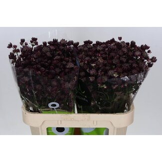 Freshy Astrantia Zeeuws Knoopje “Star of Love” | Kleur: Rood | Lengte ± 70 centimeter | Per 25 stelen verse bloemen