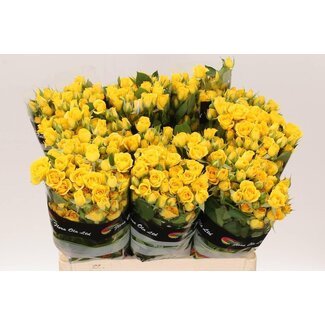 Freshy Dutch spray rose “Babe” | Colour: Yellow | Length ± 60 centimeter | Per 10 fresh roses