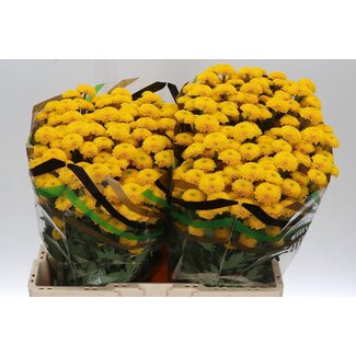 Freshy Chrysanthemum Chrysanthemum Santini XL “Aurinko” | Colour: Yellow | Length ± 55 centimeter | Per 25 stems fresh flowers