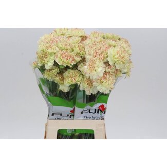 Freshy Long Carnation “Funza Artemis” | Colour: Mixed Colours | Length ± 70 centimeter | Per 20 fresh flowers