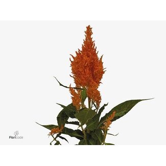 Freshy Celosia Apere “Apricot Brand” | Colour: Orange | Length ± 70 centimetre | Per 20 fresh flowers