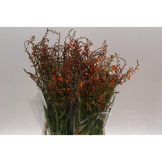 Freshy Crocosmia Montbretia “Lucifer” | Colour: Red | Length ± 80 centimeter | Per 25 fresh flowers
