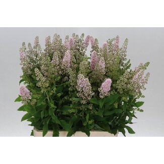 Freshy Spiraea Spierstruik “Pink Inn” | Kleur: Roze | Lengte ± 70 centimeter | Per 10 stelen verse bloemen