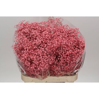 Freshy Gypsophila Baby's breath “Xlence Pink” Colour-treated | Colour: Pink | Length ± 80 centimetre | Per 25 stems fresh flowers