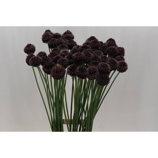 Freshy Allium Sierui “Forelock” | Kleur: Paars | Lengte ± 90 centimeter | Per 10 stelen verse bloemen