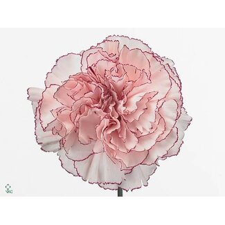 Freshy Long Carnation “Funza Mariposa High” | Colour: White Purple | Length ± 70 centimetre | Per 20 fresh flowers