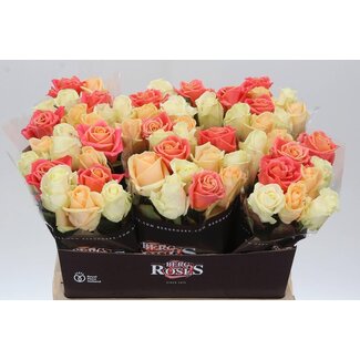 Freshy Roses “Avalanche” Mix | Colour: Mixed Colours | Length ± 60 centimeter | Per 20 roses per bunch | Per bunch