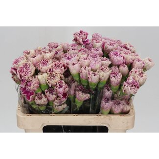 Freshy Short Carnation “Antiqua” | Colour: White Purple | Length ± 55 centimetre | Per 20 fresh flowers