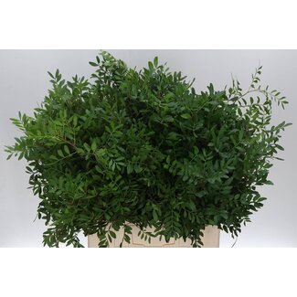Freshy Pistacia Mastic Branches Long | Colour: Green | Length ± 65 centimeter | Per 5 bunches