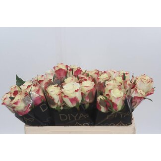 Freshy Grootbloemige Roos “Sweet Horizon” | Kleur: Wit Rood | Lengte ± 50 centimeter | Per 10 verse rozen