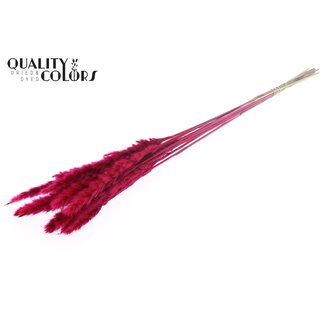 QC Gedroogde Pampas Pluimen | Kleur: Kerskleurig | Pampas Droogbloemen | Lengte ± 70 centimeter | 10 pluimen per bos | Per bos